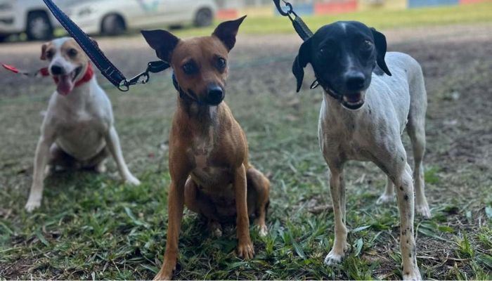  Paraná abre processo seletivo para participação de OSCs no Conselho de Direitos Animais 